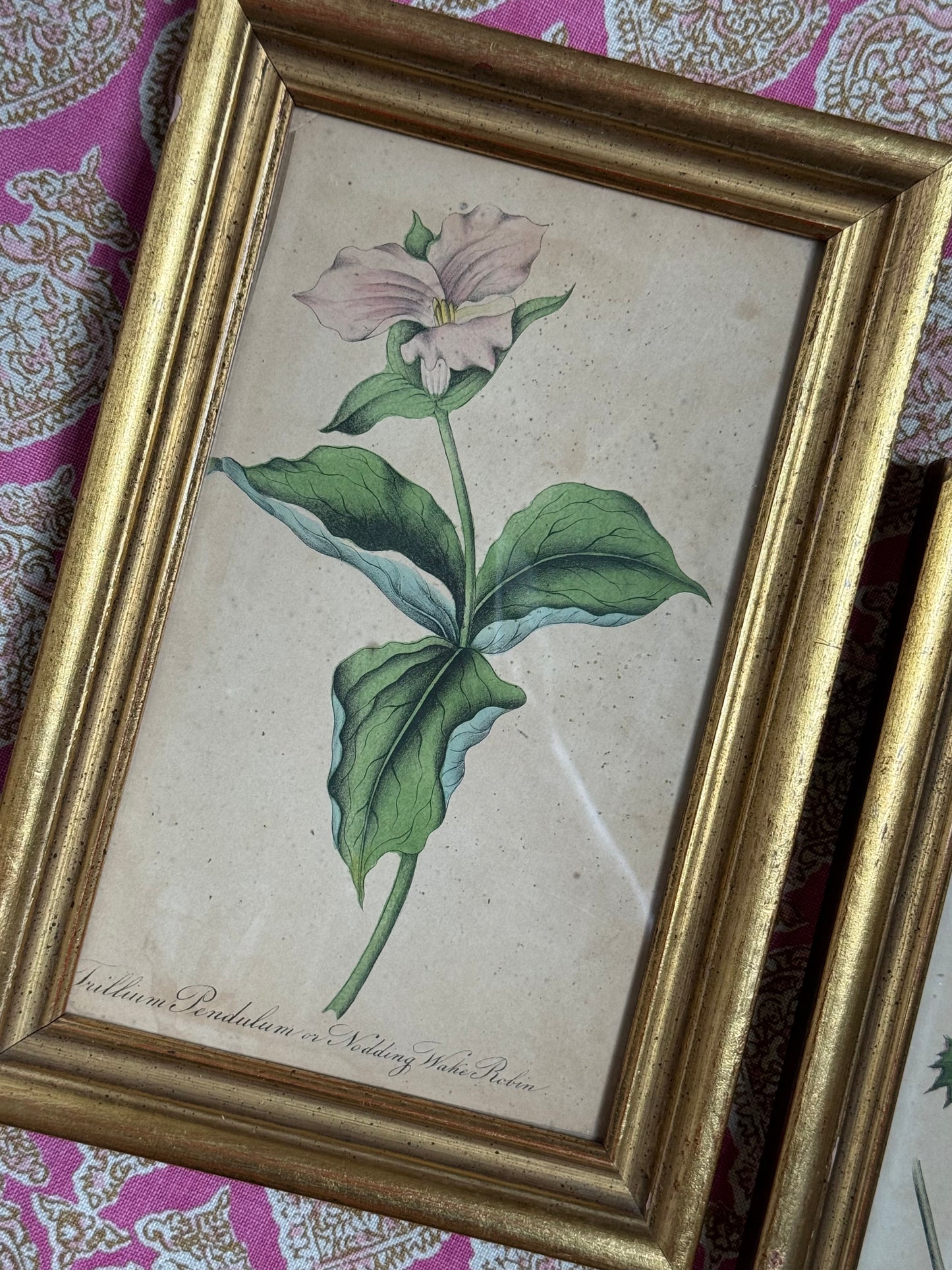 Pair of Framed Antique Botanicals
