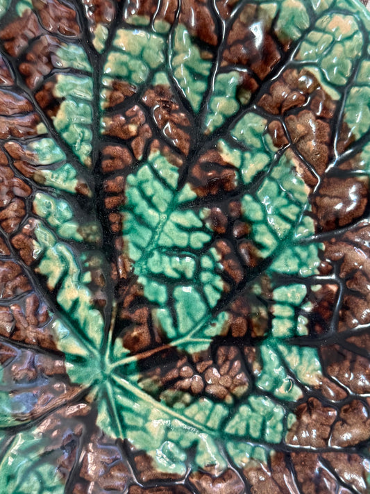 Majolica Begonia Leaf