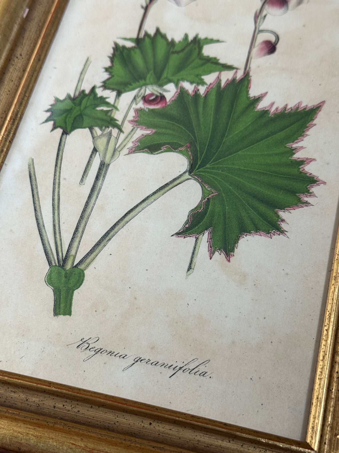 Pair of Framed Antique Botanicals