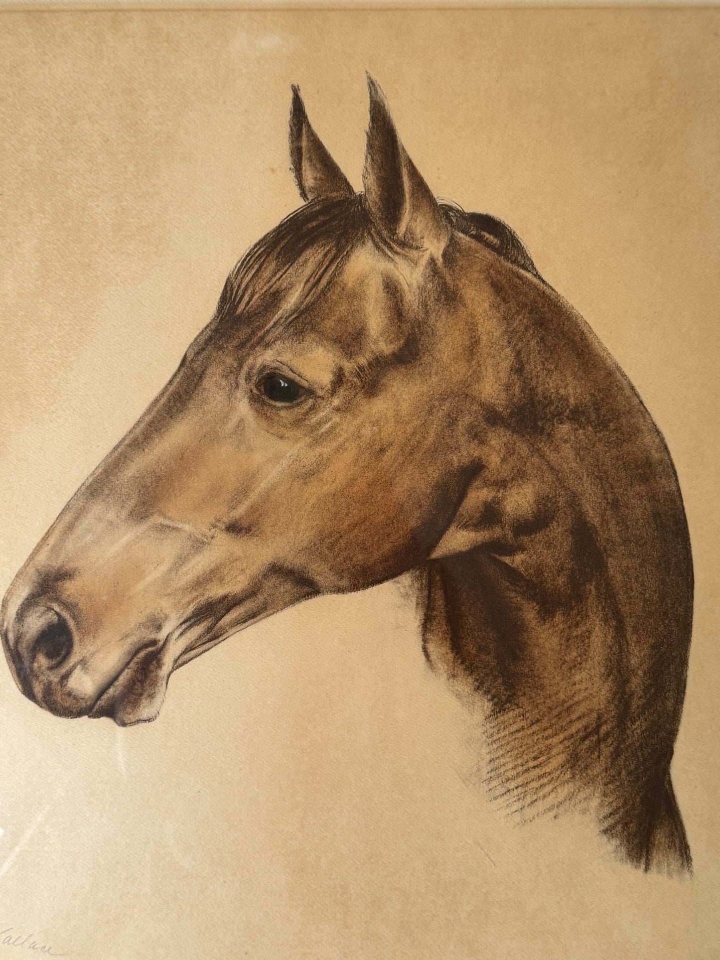 Framed Portrait of Seabiscuit