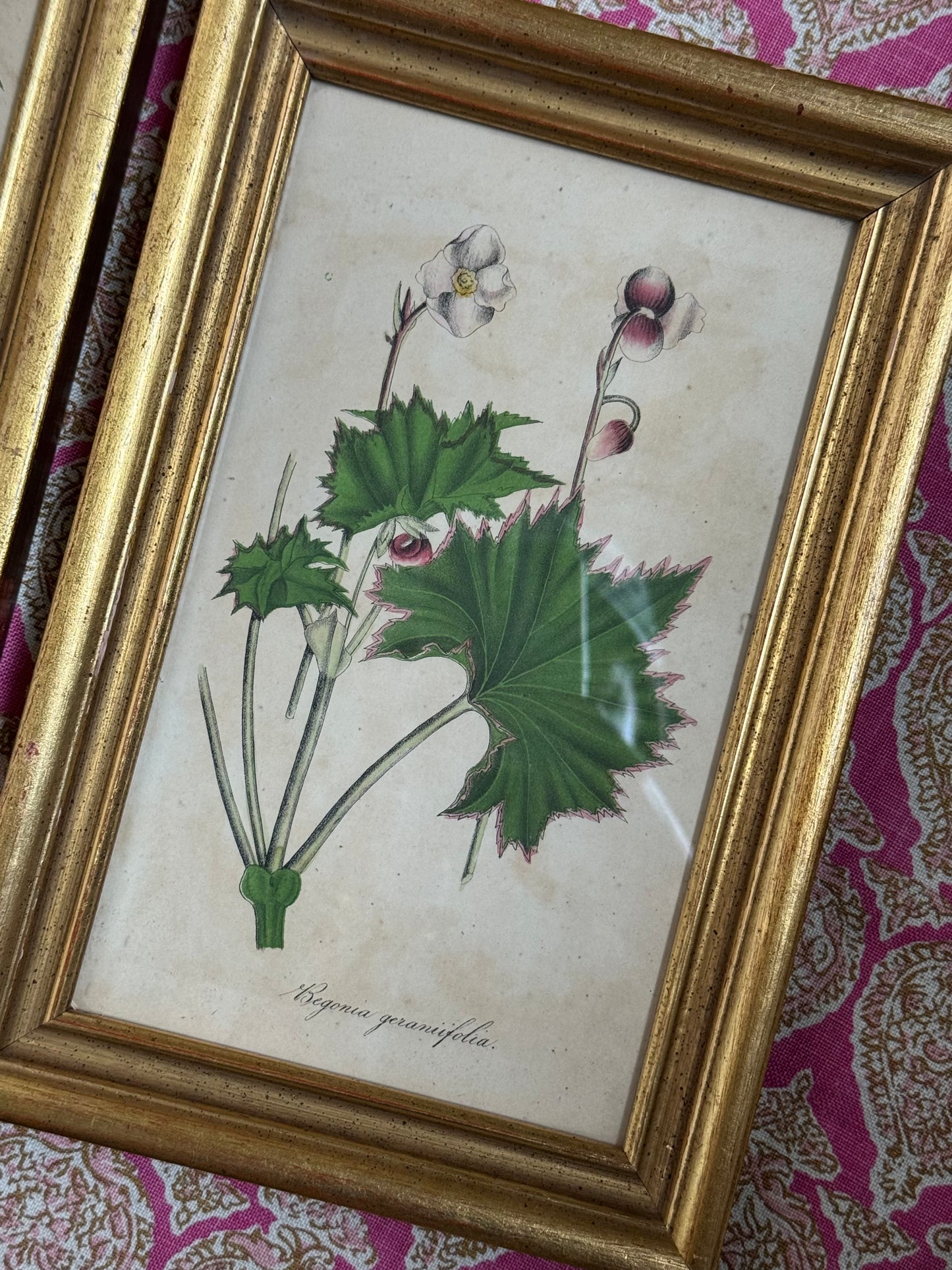 Pair of Framed Antique Botanicals