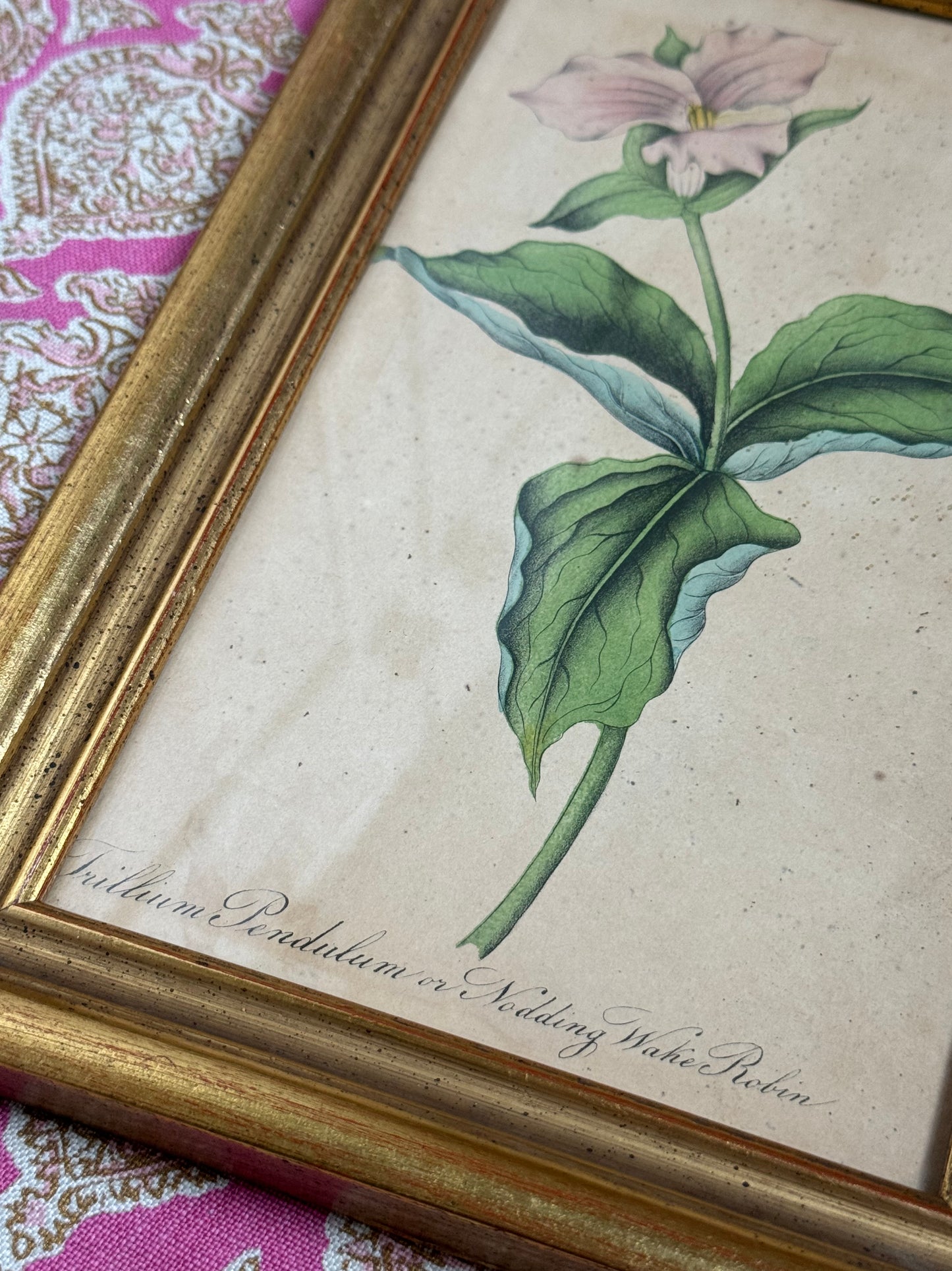 Pair of Framed Antique Botanicals