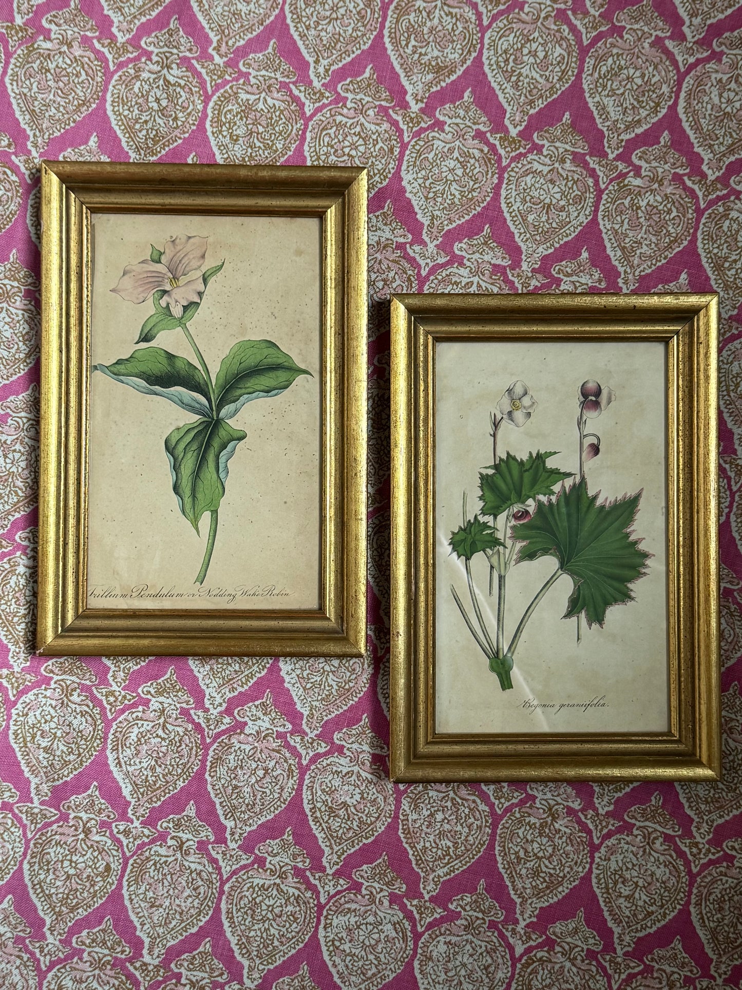 Pair of Framed Antique Botanicals