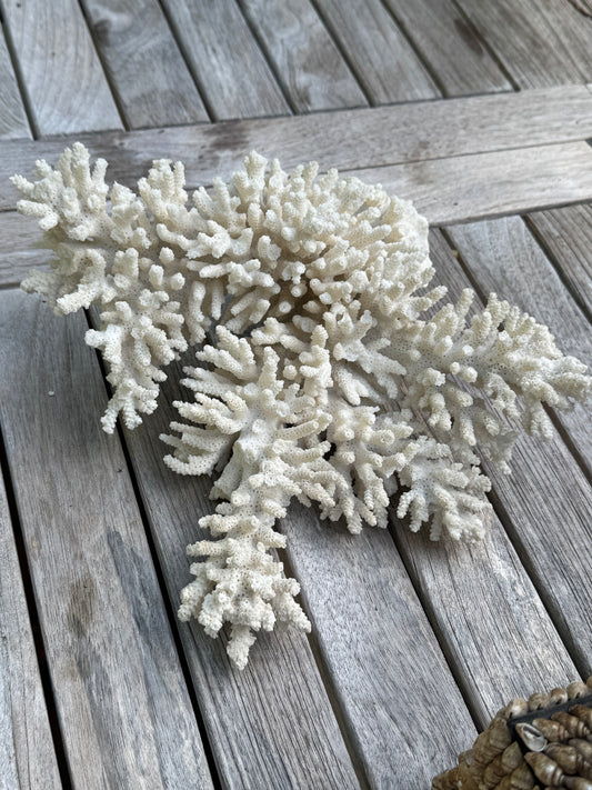 White coral specimen