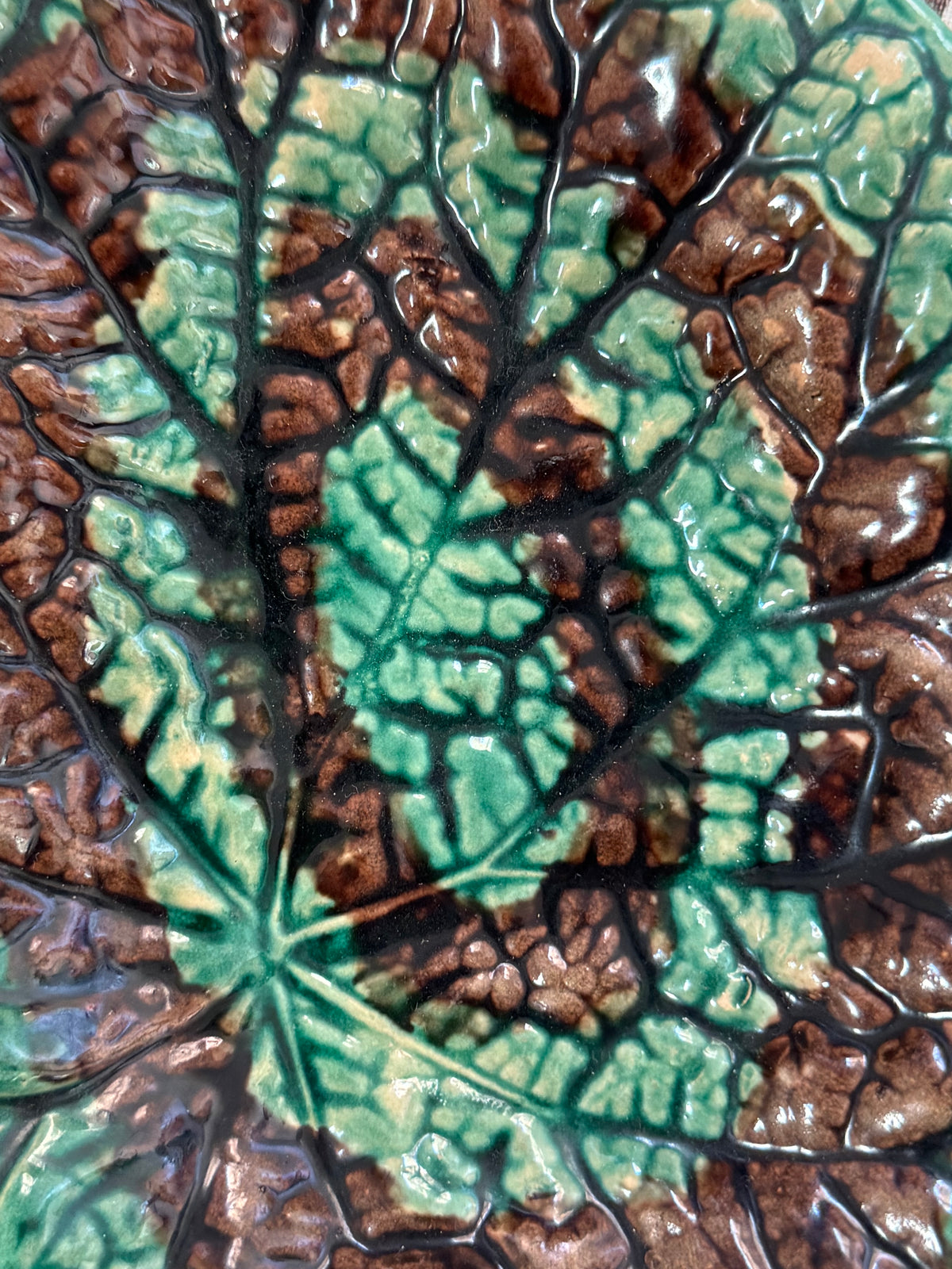 Majolica Begonia Leaf