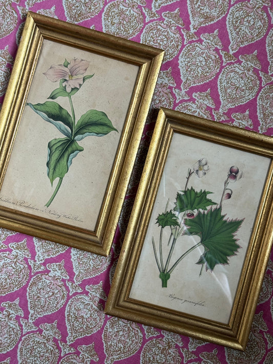 Pair of Framed Antique Botanicals
