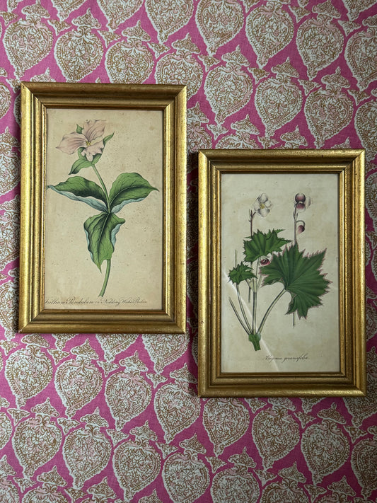 Pair of Framed Antique Botanicals